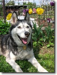 Siberian Husky