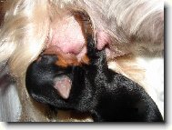 Jork��rsk� terier, Yorkshire Terrier,