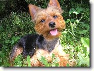 Jork��rsk� terier, Yorkshire Terrier,
