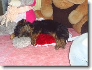 Jork��rsk� terier, Yorkshire Terrier,