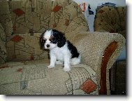Cavalier King Charles Spaniel