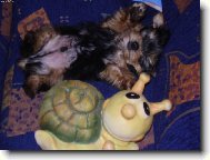 Jork��rsk� terier, Yorkshire Terrier,