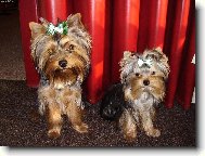 Jork��rsk� terier, Yorkshire Terrier,