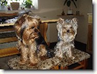 Jork��rsk� terier, Yorkshire Terrier,