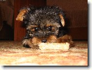 Jork��rsk� terier, Yorkshire Terrier,