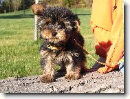 Jork��rsk� terier, Yorkshire Terrier,