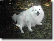 Sussex spaniel \(Dog standard\)