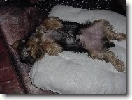 Jork��rsk� terier, Yorkshire Terrier,