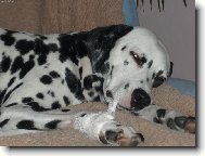 Dalmatinac, Dalmatian