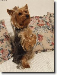Jork��rsk� terier, Yorkshire Terrier,