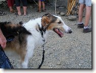 Borzoi � Russian Hunting Sighthound