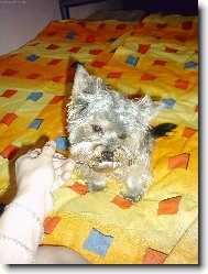 Jork��rsk� terier, Yorkshire Terrier,