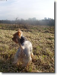 Jork��rsk� terier, Yorkshire Terrier,
