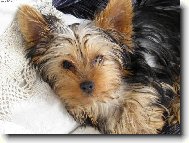 Jork��rsk� terier, Yorkshire Terrier,