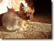 Jork��rsk� terier, Yorkshire Terrier,