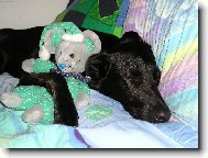 Chinese Crested Dog