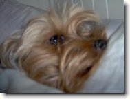 Jork��rsk� terier, Yorkshire Terrier,