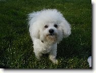 Bichon � poil fris�, Bichon Frise