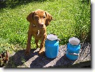 R�vidsz�r� Magyar Vizsla, Hungarian Short-haired Pointing Dog