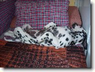 Dalmatinac, Dalmatian