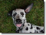 Dalmatinac, Dalmatian