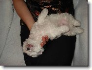 Bichon � poil fris�, Bichon Frise
