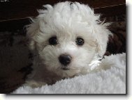 Bichon � poil fris�, Bichon Frise