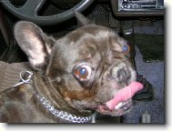 Bouledogue francais, French Bulldog