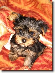 Jork��rsk� terier, Yorkshire Terrier,