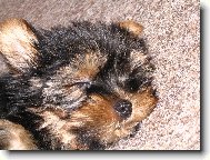 Jork��rsk� terier, Yorkshire Terrier,