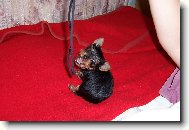 Jork��rsk� terier, Yorkshire Terrier,