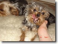 Jork��rsk� terier, Yorkshire Terrier,