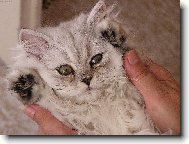 Persian cat