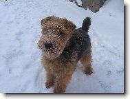 Welsh Terrier