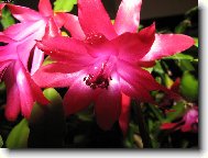 Schlumbergera