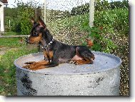 Zwergpinscher