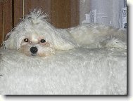 Maltese