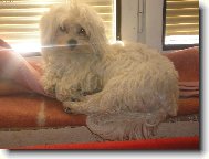 Maltese