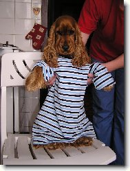 English Cocker Spaniel