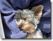Jork��rsk� terier, Yorkshire Terrier,