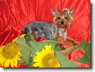 Jork��rsk� terier, Yorkshire Terrier,