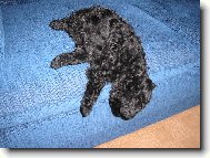 Poodle, Caniche