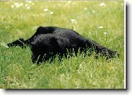 Schnauzer