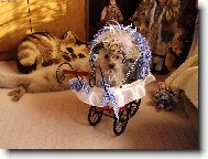 Jork��rsk� terier, Yorkshire Terrier,