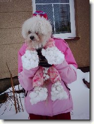 Bichon � poil fris�, Bichon Frise