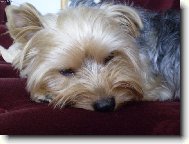 Jork��rsk� terier, Yorkshire Terrier,