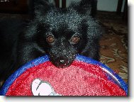 Deutscher spitz - Kleinspitz, German Spitz � Miniature Spitz