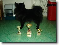 Deutscher spitz - Kleinspitz, German Spitz � Miniature Spitz