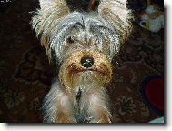 Jork��rsk� terier, Yorkshire Terrier,