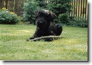 Schnauzer
